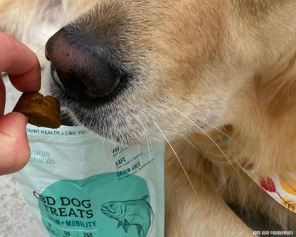 Lazarus Naturals Digestive Health CBD Dog Chews Pumpkin