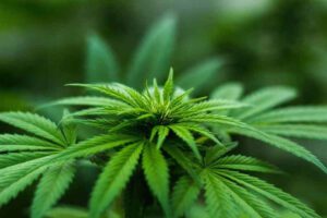 Cannabis Strains You Need to Know for Anxiety Relief