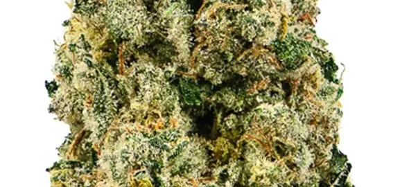 Destino Farms Sungrown Flower 3.5g - Cookies N Cream hybrid