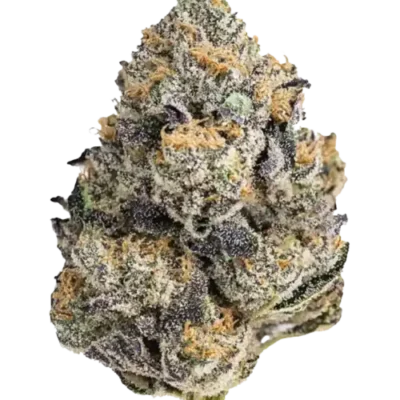Destino Farms Indoor Exotic THCa Flower Purple Churro Hybrid 3.5g premium indoor