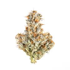Destino Farms Sungrown Flower – White Truffle (Indica) | 3.5g